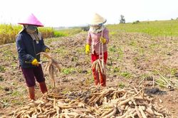 Xuất khẩu mì đạt 1,3 tỷ USD