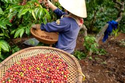 Giá cà phê hôm nay 22/1: Giá trong nước đã tăng gần gấp đôi sau 1 năm