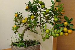 Quất bonsai có giá hàng chục triệu đồng
