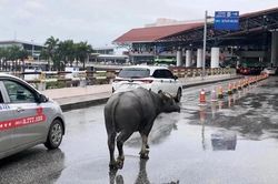 Cảng vụ hàng không miền Bắc nói gì về vụ trâu đi lạc vào sân bay Nội Bài?
