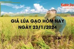 Giá lúa gạo hôm nay 23/1/2024: Giá gạo giảm