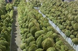 Thêm sầu riêng Việt Nam bị EU 'soi' tại cửa khẩu