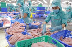 Xuất khẩu cá tra vào các thị trường chính giảm đáng kể