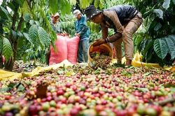 Gián đoạn chuỗi cung ứng, giá xuất khẩu cà phê tiếp tục đi lên mức cao nhất