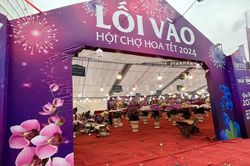 Thị trường hoa lan Tết: Hoa đẹp rực rỡ nhưng vắng khách mua