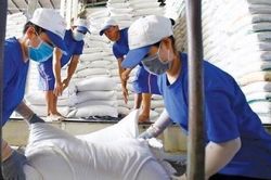 Đắt hàng, doanh nghiệp xuất khẩu gạo 'căng não' chọn đơn