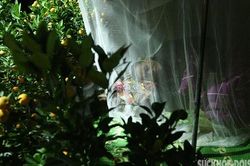 Xuyên đêm đốt lửa, mắc màn trên vỉa hè trông đào, quất trong cái lạnh 'cắt da cắt thịt'