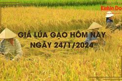 Giá lúa gạo hôm nay 24/1/2024: Giá lúa giảm mạnh, giá gạo chững