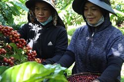 Giá cà phê hôm nay 24/1: Quay đầu từ đỉnh cao 74.000 đồng/kg, Arabica vẫn tăng
