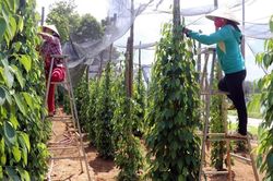 Giá tiêu hôm nay 24/1: Lực mua đầu cơ giúp thị trường quanh mốc 80.000-82.500 đồng/kg