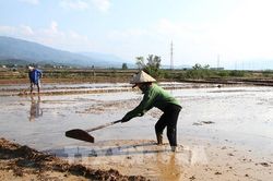 Khuyến cáo phòng chống rét đậm, rét hại cho cây trồng kịp thời