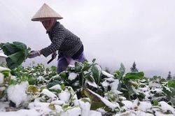 Thủ tướng yêu cầu chủ động phòng-chống rét, bảo đảm sức khỏe cho người dân và hạn chế thiệt hại sản xuất nông nghiệp