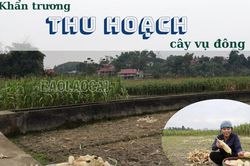 Khẩn trương thu hoạch cây vụ đông