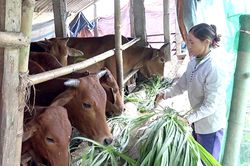 Chủ tịch UBND tỉnh yêu cầu tăng cường các biện pháp phòng, chống đói rét cho đàn vật nuôi