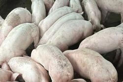Giá lợn hơi đột ngột giảm sâu dịp giáp Tết Nguyên đán, người chăn nuôi thấp thỏm từng ngày