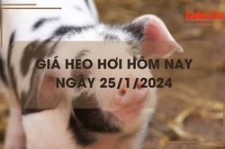 Giá heo hơi hôm nay 25/1/2024: Tiếp tục đà tăng giá