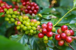 Giá cà phê hôm nay 25/1: Trong nước tăng mạnh, gần cán mốc 75.000 đồng/kg