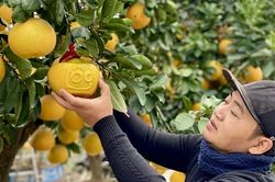 Đào cổ, quất cảnh xuống phố