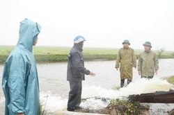 Mưa rét làm hàng nghìn ha lúa tại TT-Huế bị ngập