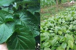 Lá cây được ví như 'lá kim cương' nhờ mang lại tác dụng y học, ngăn ngừa nhiều bệnh trong cuộc sống