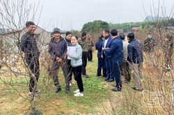 Đánh giá mô hình trồng hoa đào tập trung