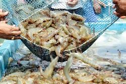Xuất khẩu thủy sản vào Mỹ khó tránh 'chướng ngại vật'
