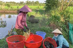 Hương xuân trên vùng ngọt