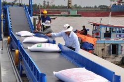 Giá gạo Việt đang tăng vù vù bỗng dưng… bất động