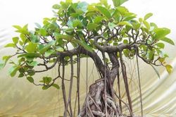 4 loại cây dù có đẹp đến mấy cũng chớ dại trồng trong nhà, dễ tiêu hao tài lộc, chỉ thêm xui xẻo, vận khí trôi sạch
