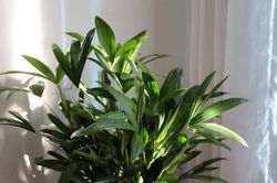 6 loại cây cảnh phổ biến tương ứng với những vị trí đặt khác nhau để phát triển tốt, kháng sâu bệnh mà bạn có thể chưa biết