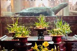 Trưng bày hoa Thủy Tiên nghệ thuật 2024
