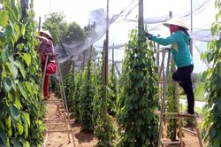 Giá tiêu hôm nay 26/1: Tiếp tục giảm tại Đông Nam Bộ, tiêu Việt chiếm thị phần lớn tại Đức