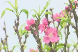 Hoa xuân trên các miền quê | Trăm miền hội tụ | 26/01/2024