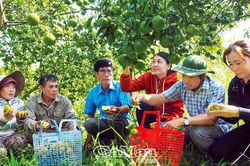Trái cây sạch vào mùa