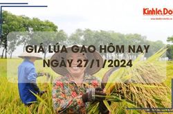 Giá lúa gạo hôm nay 27/1/2024: Giá gạo có xu hướng giảm 200 - 300 đồng/kg