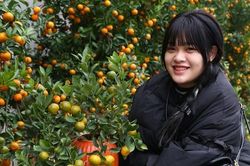Đào, quất mini đắt khách dịp Tết Nguyên đán