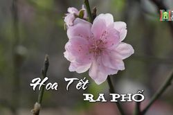 Hoa Tết ra phố | Nhịp sống Hà Nội | 27/01/2024