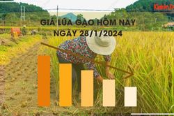 Giá lúa gạo hôm nay 28/1/2024: Tiếp tục xu hướng đi ngang