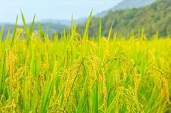 Giá lúa gạo hôm nay (28-1): Trầm lắng