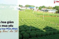Gần nửa triệu lượt xem các video clip về hoa tết
