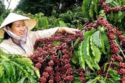 Giá cà phê trong nước tiến sát mức 77 triệu đồng/tấn