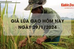 Giá lúa gạo hôm nay 29/1/2024: Duy trì ổn định