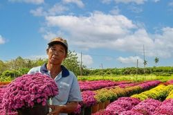 Bất ngờ tại phiên chợ hoa xuân Bình Điền - TPHCM