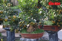 Cận Tết, khách săn tìm quất mini dáng độc lạ dù giá cao