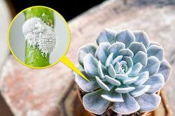 7 loại cây cảnh phổ biến có thể gây nguy hiểm khi trồng ở nhà