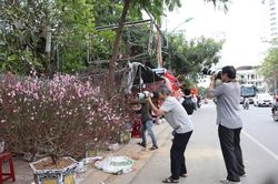 Hoa Tết rộn ràng về phố