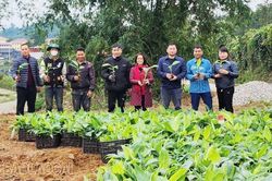 Cấp hơn 10.000 cây giống chuối tiêu hồng cho nông dân huyện Bảo Yên