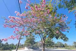 Đường hoa kèn hồng độc nhất ở Sóc Trăng 'bung lụa' đón xuân