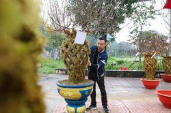 Đào lộc bình lạ mắt 'trình làng', giá hàng chục triệu đồng