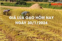 Giá lúa gạo hôm nay 30/1/2024: Giá lúa chững, giá gạo giảm mạnh